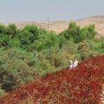 Palomar_0012 (September 10, 2011)